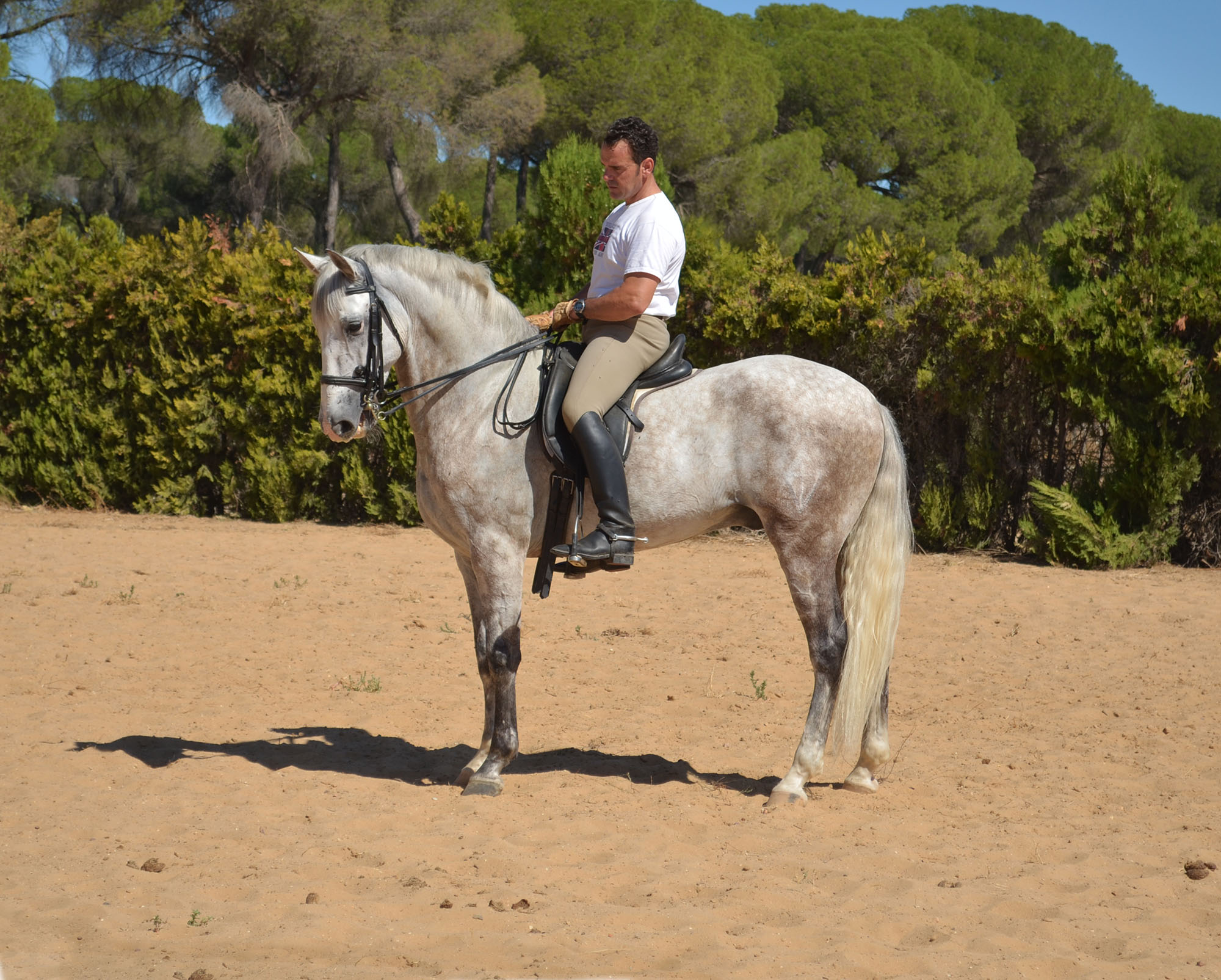 Listado de Caballos en Venta